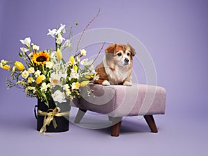 portrait of a beautiful dog lilac background. Mix of breeds. Pet in the studio