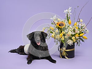 portrait of a beautiful dog lilac background. Mix of breeds. Pet in the studio