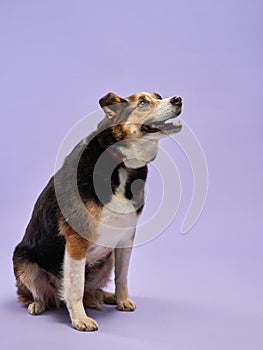 portrait of a beautiful dog lilac background. Mix of breeds. Pet in the studio