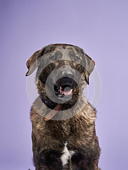 portrait of a beautiful dog lilac background. Mix of breeds. Pet in the studio