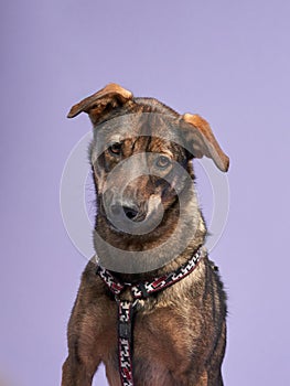 portrait of a beautiful dog lilac background. Mix of breeds. Pet in the studio