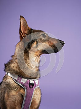 portrait of a beautiful dog lilac background. Mix of breeds. Pet in the studio