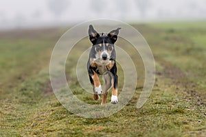 Portrait of a beautiful dog in motion, appenzeller sennenhund