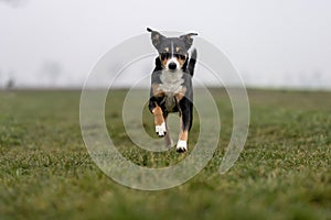 Portrait of a beautiful dog in motion, appenzeller sennenhund