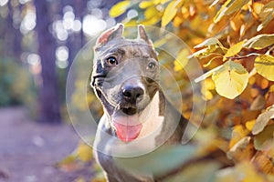 Portrait beautiful dog portrait blue american staffordshire terrier amstaff stafford pit bull puppy walking outdoor in autumn fore