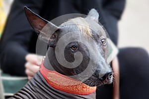 The portrait of a beautiful dog of rare xolotizcuintle breed, or mexican hairless one, of standard size. Dog watches to the camera