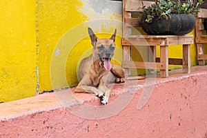 Portrait of a beautiful dog resting outside of a house