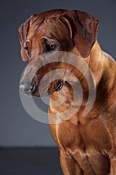 Portrait of a beautiful dog rhodesian ridgeback on grey