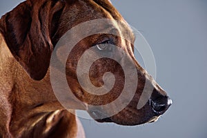 Portrait of a beautiful dog rhodesian ridgeback isolated on grey