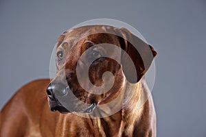 Portrait of a beautiful dog rhodesian ridgeback isolated on grey