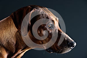 Portrait of a beautiful dog rhodesian ridgeback isolated on grey