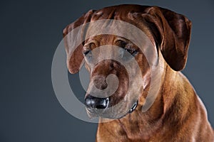 Portrait of a beautiful dog rhodesian ridgeback isolated on grey