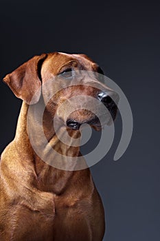 Portrait of a beautiful dog rhodesian ridgeback isolated on grey