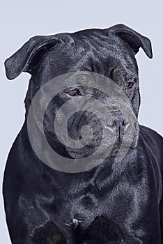 The portrait of beautiful dog of staffordshire bull terrier breed, black color, on light gray background.