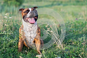 Portrait of beautiful dog of Staffordshire Bull Terrier breed, ginger and white color, sitting on green meadow.