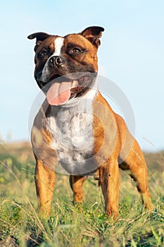 Portrait of beautiful dog of Staffordshire Bull Terrier breed, ginger and white color, standing proudly in the field.