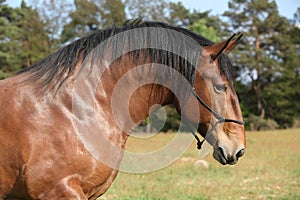 Portrait of beautiful draft horse