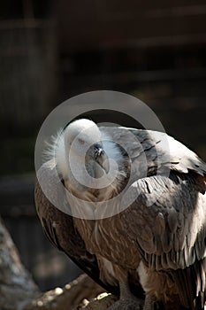 Portrait of beautiful Eagle. White-headed Eagle in nature