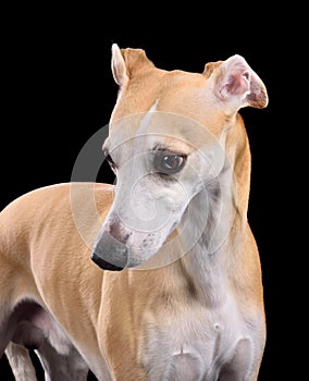 Portrait of beautiful English Whippet dog