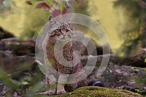 Portrait of a beautiful european wildcat in the nature habitat. Felis silvestris.