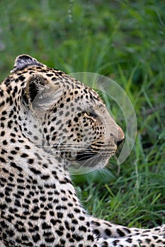 Portrait of a beautiful female leopard lying in the lush green grass.