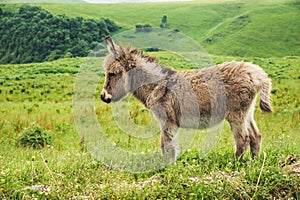 Portrait of a beautiful fluffy ass, Equus asinus, in the middle of a green meadow. On a sunny morning