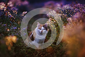 Portrait beautiful fluffy cat sits in a thicket of bright blue and lilac flowers in a Sunny meadow flooded with warm light in the