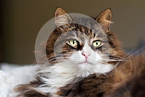 portrait of a beautiful fluffy cat with very long whiskers and eyebrows. big eyes