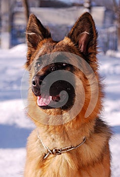 Portrait of beautiful fluffy German shepherd dog Junior puppy in a winter snowy field. nine months age