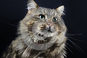 Portrait of beautiful fluffy Siberian cat