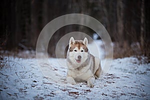 Portrait of beautiful and free siberian husky dog lying on the snow path in the dark mysterious forest in winter