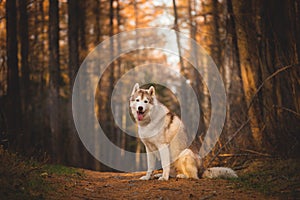 Portrait of beautiful and free Siberian Husky dog sitting in the bright enchanting fall forest