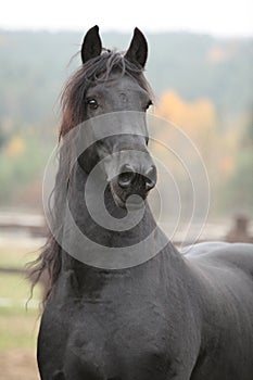 Portrait of beautiful Friesian stallion