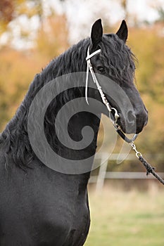 Portrait of beautiful Friesian stallion