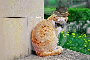 Portrait of a beautiful funny cat in a hat and with a butterfly that smiles strangely