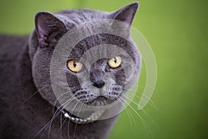 Portrait of beautiful funny cute british shorthair gray cat