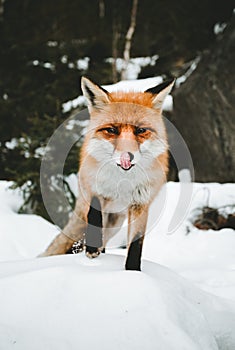 Portrét krásné chlupaté lišky v zasněženém lese, dívá se a pózuje před kamerou. Roztomilá oranžová liška stojící na kopci -