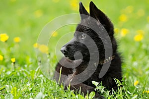 Portrait of a beautiful German shepherd puppy of black colour. l