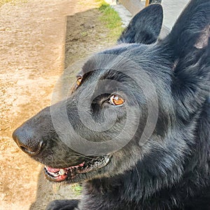 Portrait of a beautiful German shepherd, which is also called the Alsatian wolf.