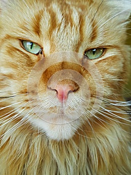 Portrait of beautiful ginger cat Maine Coon with green eyes, closeup