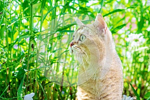 Portrait of a beautiful golden colored British cat among the grass. Golden chinchilla