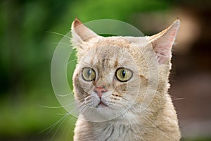 Portrait of a beautiful golden colored British cat among the grass. Golden chinchilla