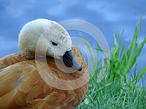 Portrait of Beautiful Golden Duck