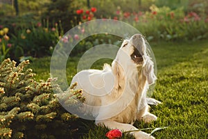 Portrait of a beautiful Golden Retriever dog. Concept beauty, softness, pedigree.