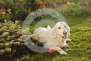 Portrait of a beautiful Golden Retriever dog. Concept beauty, softness, pedigree.