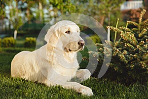 Portrait of a beautiful Golden Retriever dog. Concept beauty, softness, pedigree.