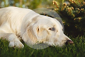 Portrait of a beautiful Golden Retriever dog. Concept beauty, softness, pedigree.