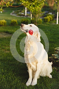 Portrait of a beautiful Golden Retriever dog. Concept beauty, softness, pedigree.