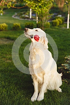 Portrait of a beautiful Golden Retriever dog. Concept beauty, softness, pedigree. photo