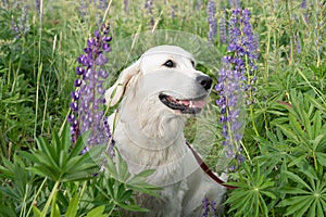 portrait of beautiful Golden retriver posing in countryside Lupine meadow. close up
